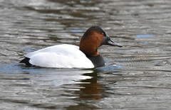 Aythya valisineria