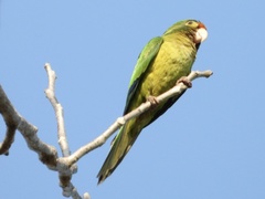 Eupsittula canicularis