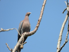 Patagioenas flavirostris