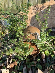 Ligustrum sinense