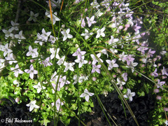 Oldenlandia salzmannii