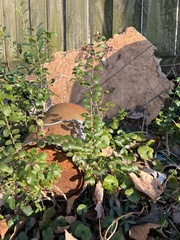 Ligustrum sinense