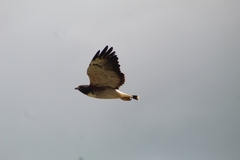 Geranoaetus albicaudatus