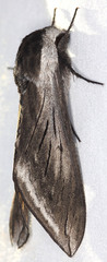 Sphinx perelegans