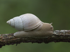 Orthalicus maracaibensis