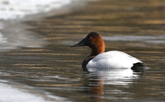 Aythya valisineria