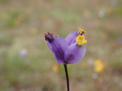 Burmannia