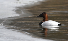 Aythya valisineria