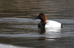 Aythya valisineria