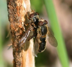 Anasimyia bilinearis