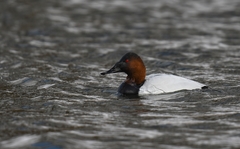 Aythya valisineria