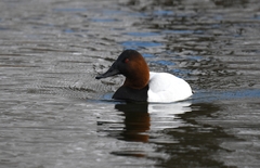 Aythya valisineria