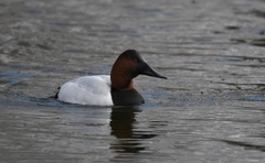 Aythya valisineria
