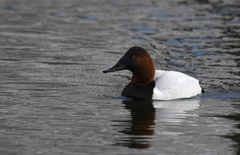 Aythya valisineria