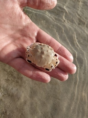 Matuta victor