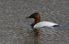 Aythya valisineria