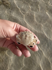 Matuta victor