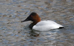 Aythya valisineria