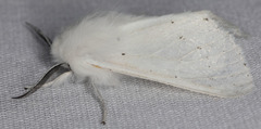 Spilosoma vestalis