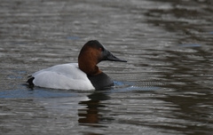 Aythya valisineria