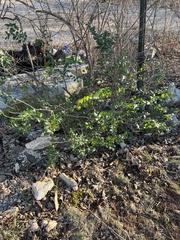 Ligustrum sinense