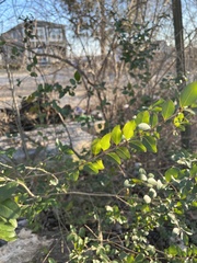 Ligustrum sinense