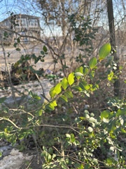 Ligustrum sinense