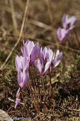 Cyclamen cilicicum