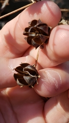 Lagerstroemia indica