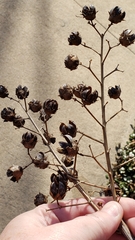 Lagerstroemia indica