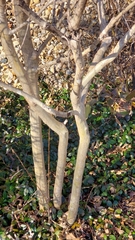 Lagerstroemia indica