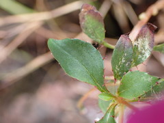 Impatiens semounensis
