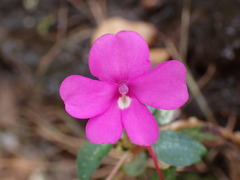 Impatiens semounensis