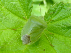 Palomena viridissima