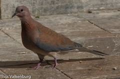 Streptopelia senegalensis