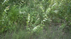 Artemisia longifolia