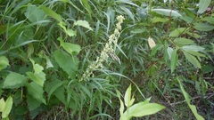 Artemisia longifolia