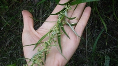 Artemisia longifolia