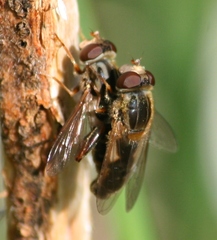 Anasimyia bilinearis