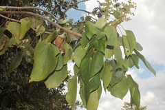 Oreopanax hederaceus