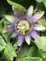 Passiflora alata × caerulea