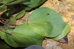 Oreopanax hederaceus