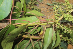 Oreopanax hederaceus