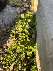 Trifolium repens