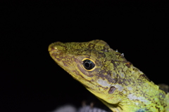Anolis podocarpus