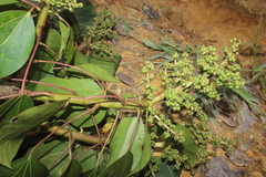 Oreopanax hederaceus