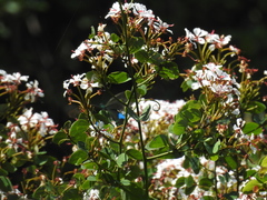 Cheniella corymbosa, photograph Stephen Matthews, CC0, iNaturalist via GBIF