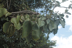 Oreopanax hederaceus