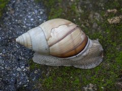 Orthalicus maracaibensis