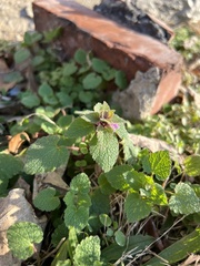Lamium purpureum